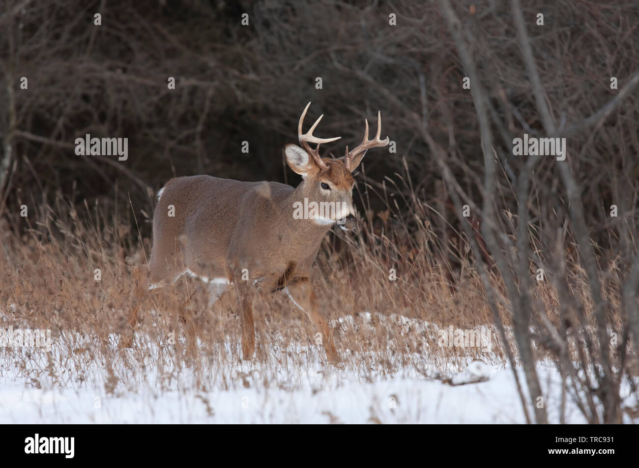 White-tailed deer buck in inverno la neve in Canada Foto Stock