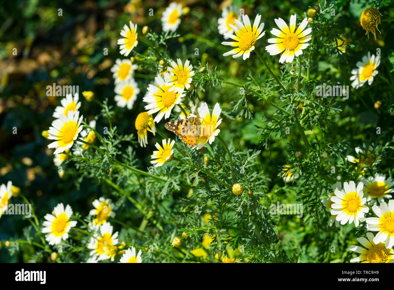 Dipinto di Lady Butterfly Foto Stock