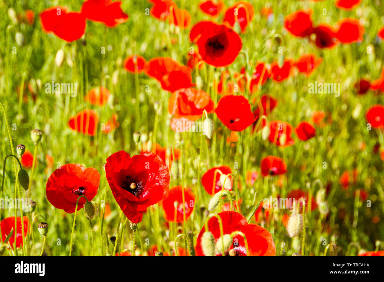 Campo con comune rosso papavero (Papaver rhoeas), della famiglia di papavero Papaveraceae. Il papavero è anche un simbolo di soldati morti dalla guerra mondiale 1. Foto Stock