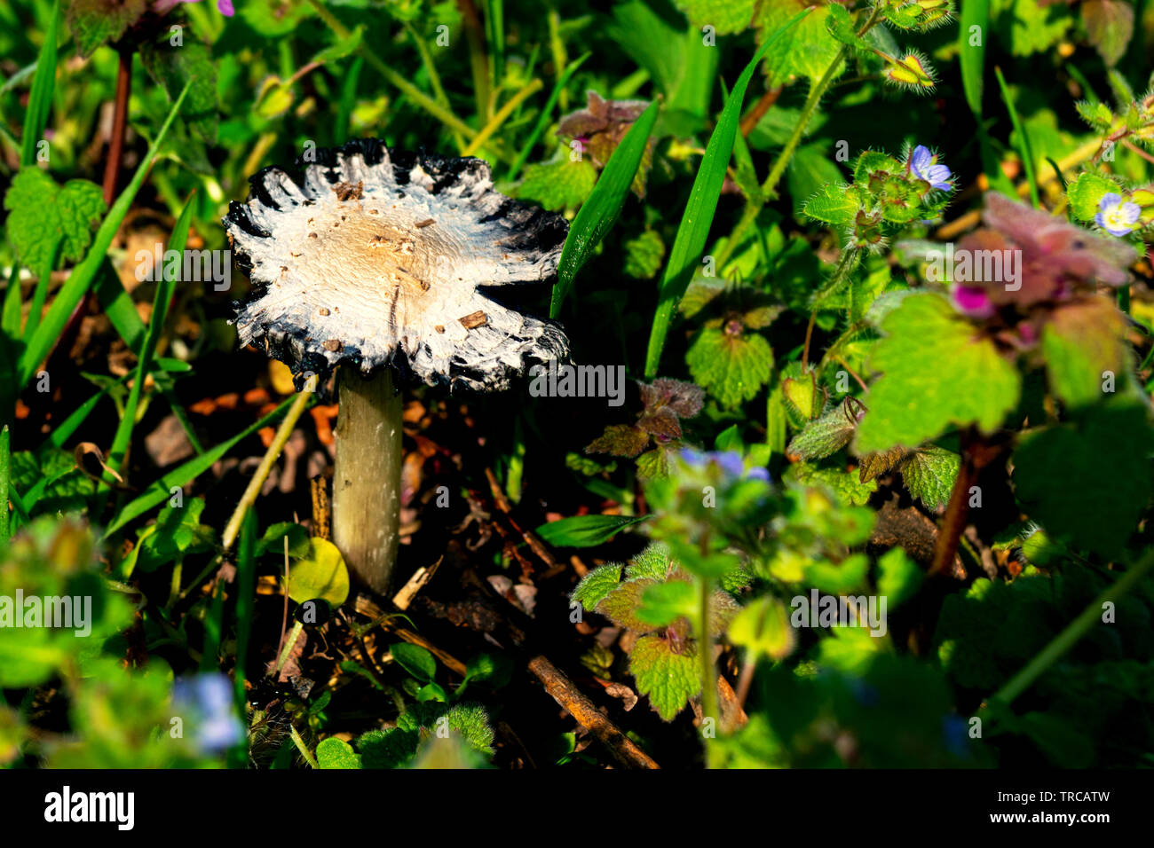 Vecchio decaduta di funghi selvatici sul suolo della foresta Foto Stock