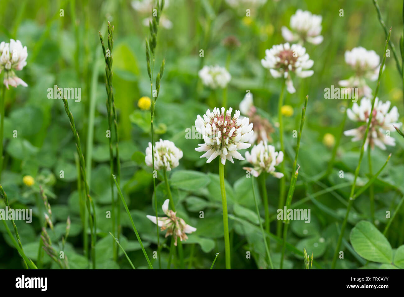 Trifolium repens, trifoglio bianco fiori in prato macro Foto Stock