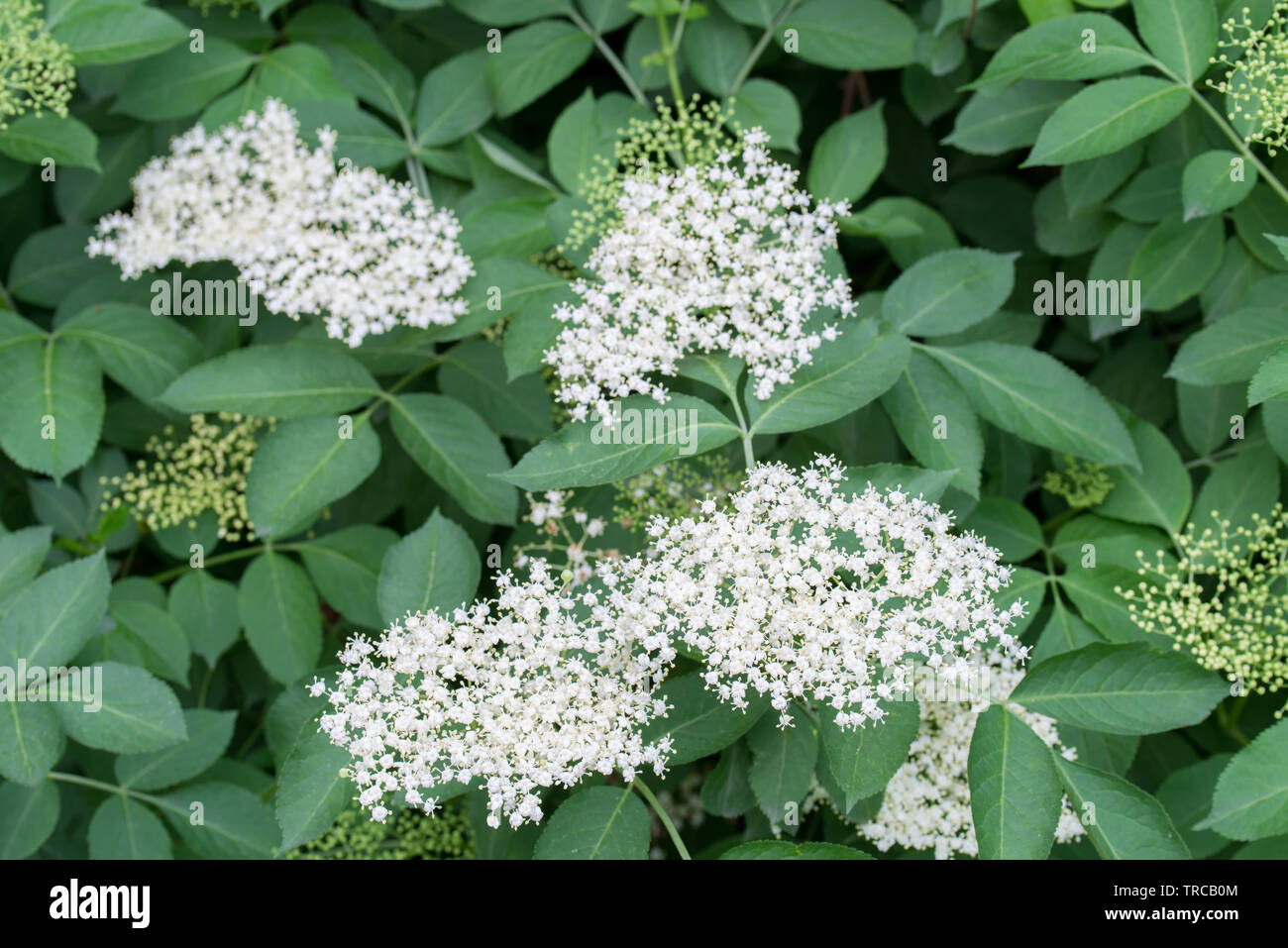 Sambucus nigra, sambuco, nero sambuco primavera fiori bianchi Foto Stock