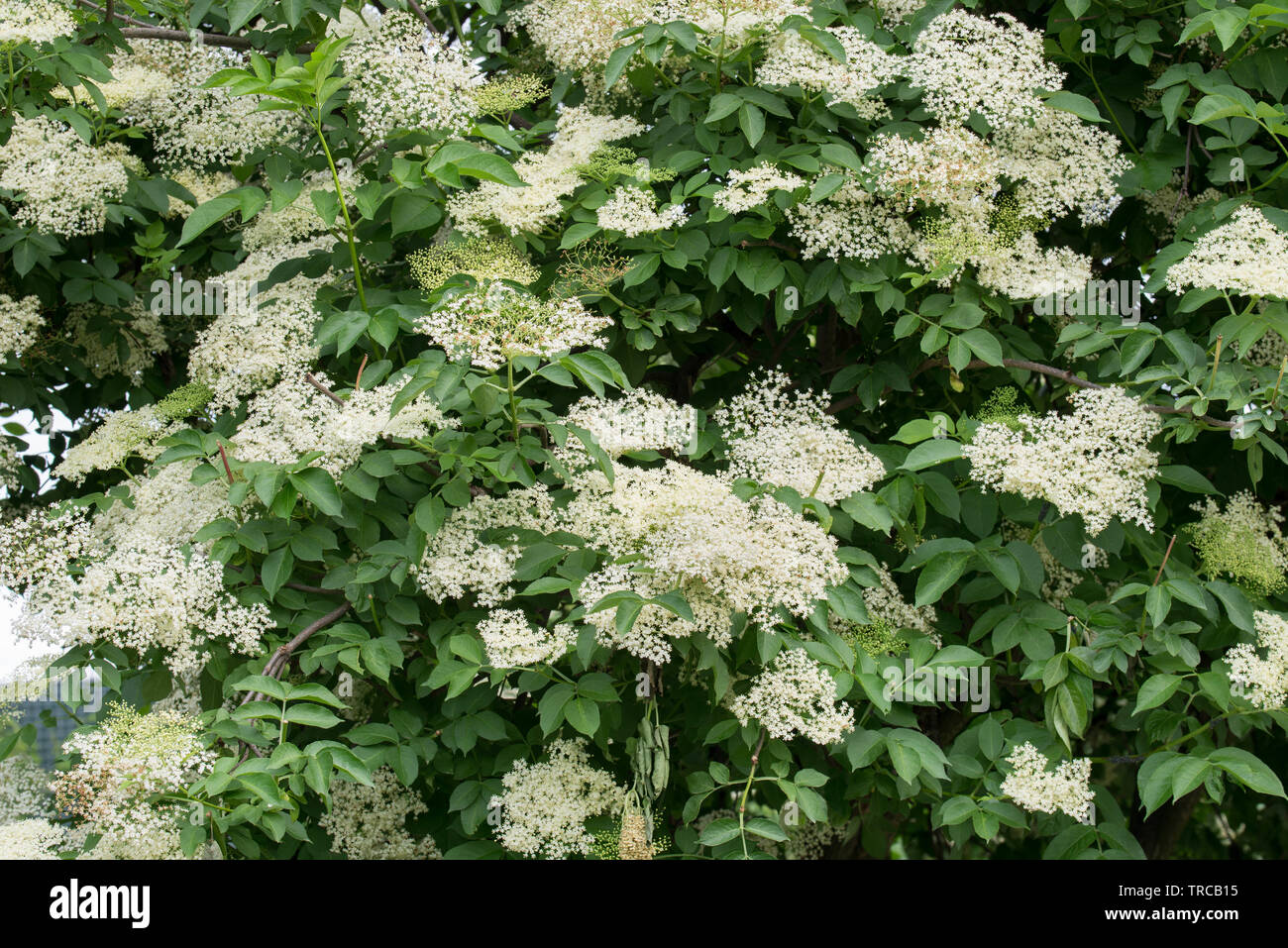 Sambucus nigra, sambuco, nero sambuco primavera fiori bianchi Foto Stock