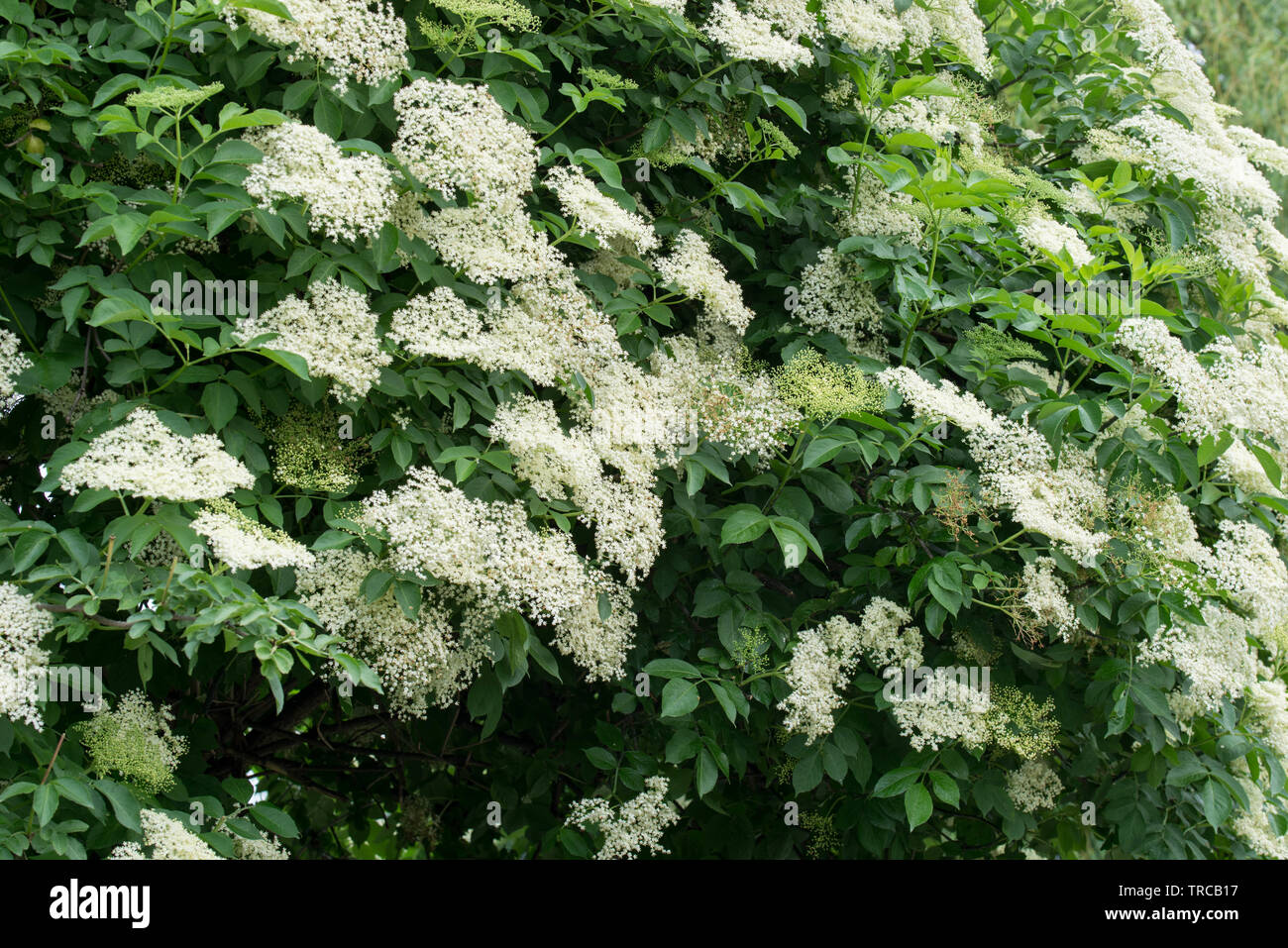 Sambucus nigra, sambuco, nero sambuco primavera fiori bianchi Foto Stock