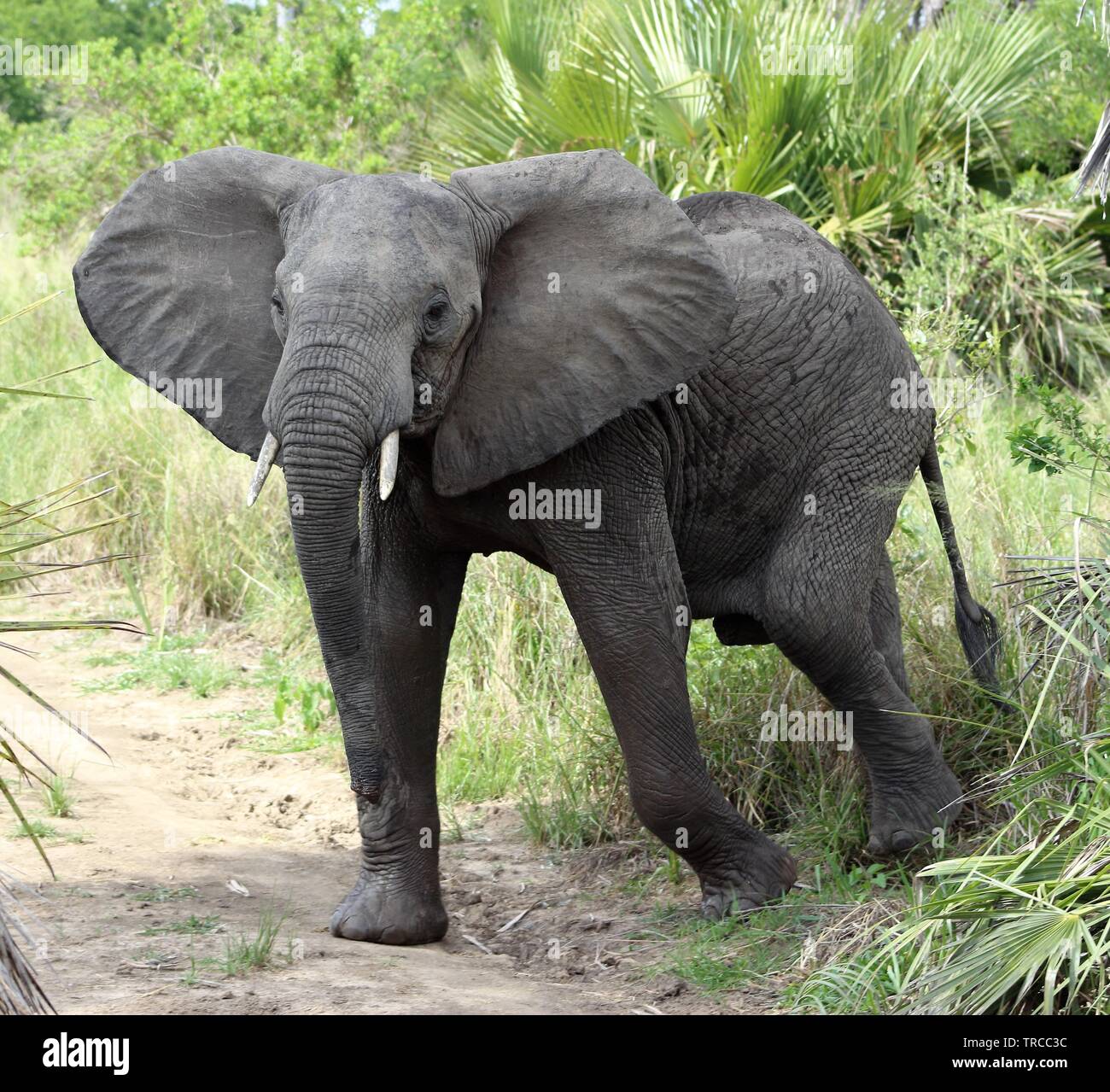 La fauna selvatica e gli animali in un safari in Tanzania, Africa Foto Stock