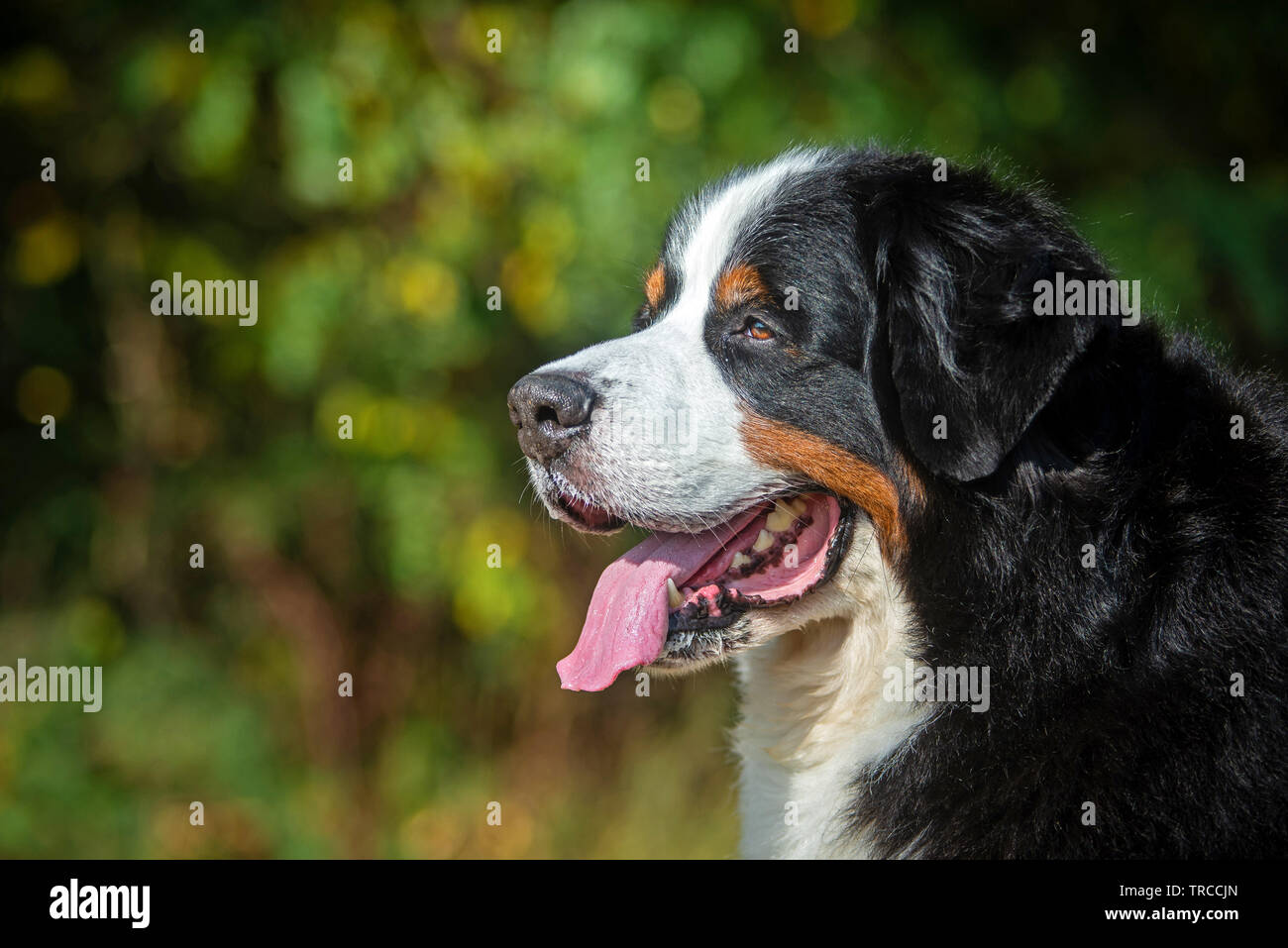 Close up verticale della testa di un bellissimo Bovaro del Bernese Foto Stock