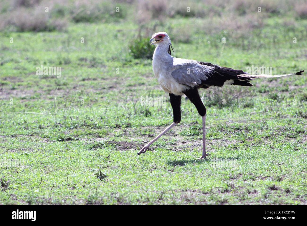 La fauna selvatica e gli animali in un safari in Tanzania, Africa Foto Stock