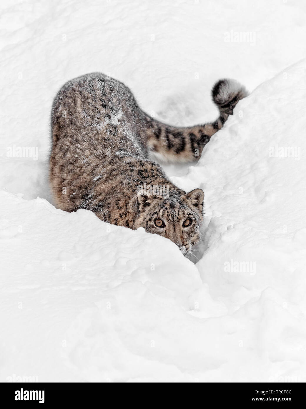 Snow Leopard è un grande cat da catene montuose del Centro e del sud Asia nelle zone alpine ad altitudini di 10.000 a 15.000 piedi. Foto Stock