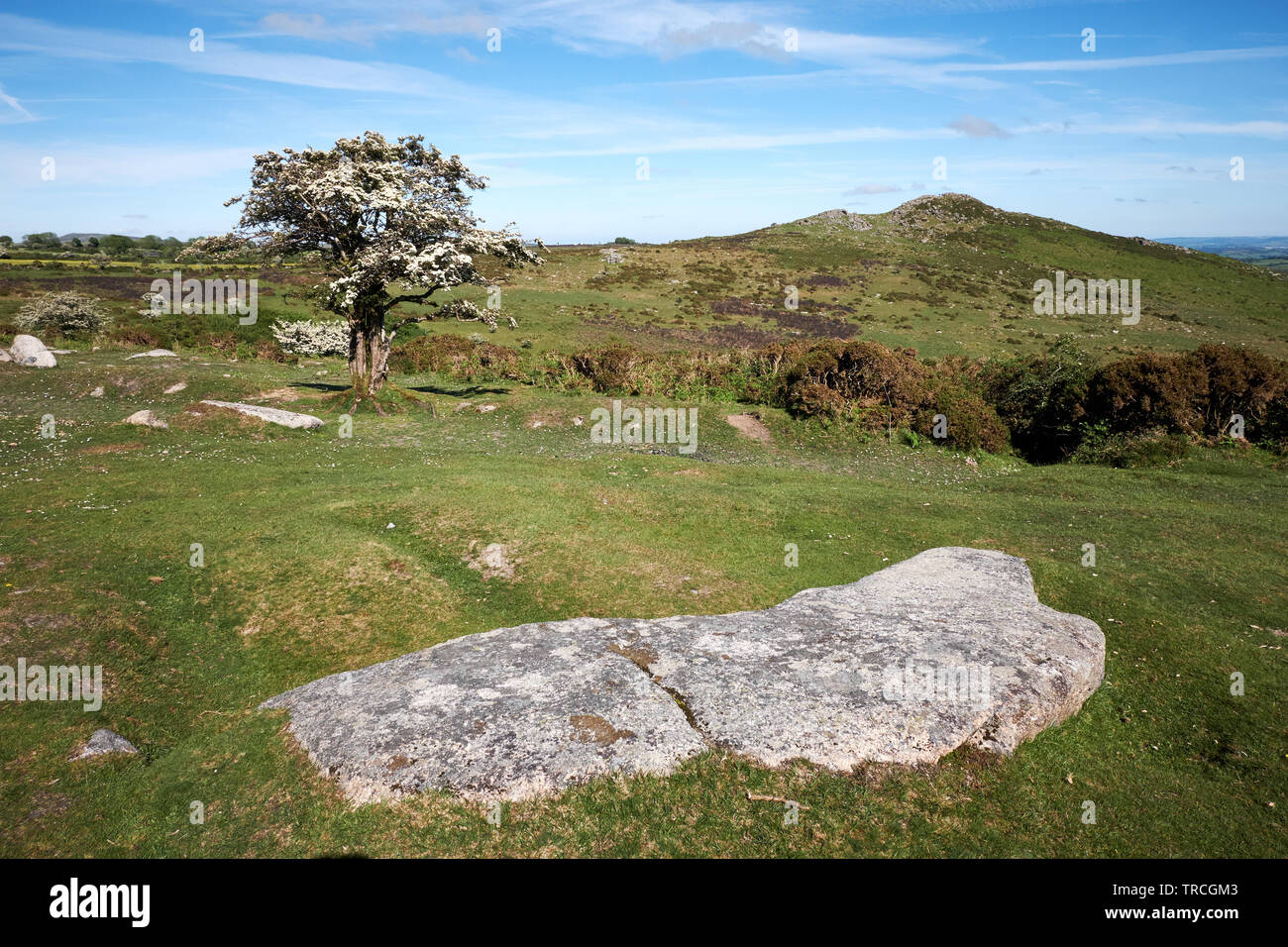 Sharp Tor su Dartmoor Devon, Regno Unito, con una fluente Albero di biancospino e lastra di granito in primo piano. Foto Stock