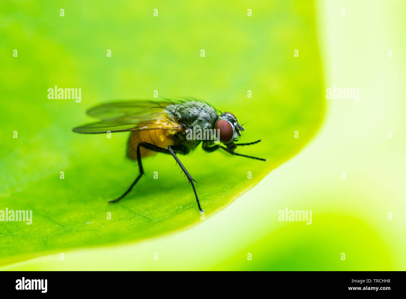 Esotica frutta Drosophila Fly insetti ditteri su foglie di piante Foto Stock