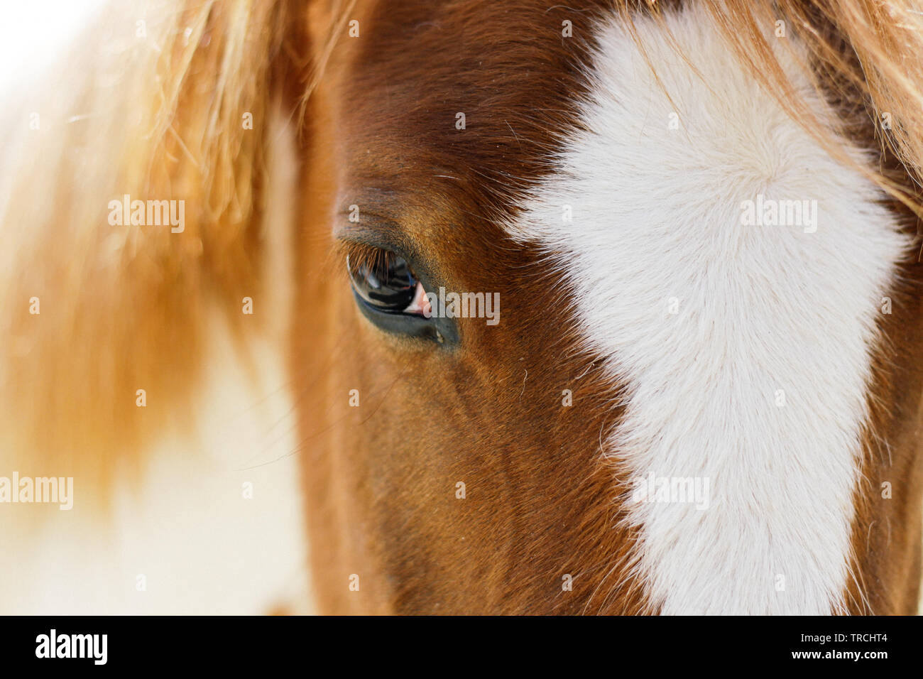 Riflessioni negli occhi di un cavallo, vista di un cavallo rosso, la vista di un cavallo Foto Stock