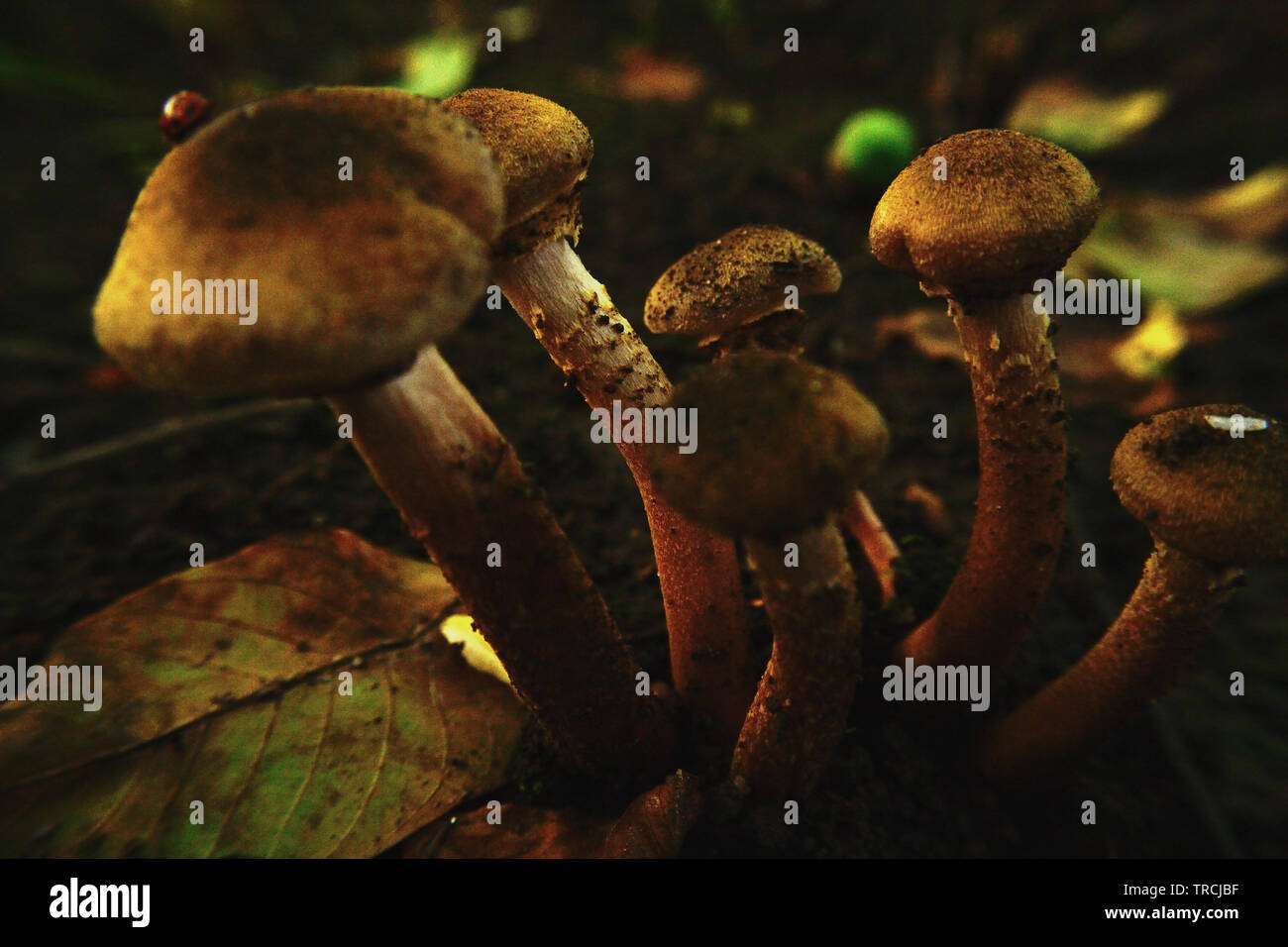 Il miele fungo Armillaria mellea funghi, close-up, golden sun riflessione Foto Stock