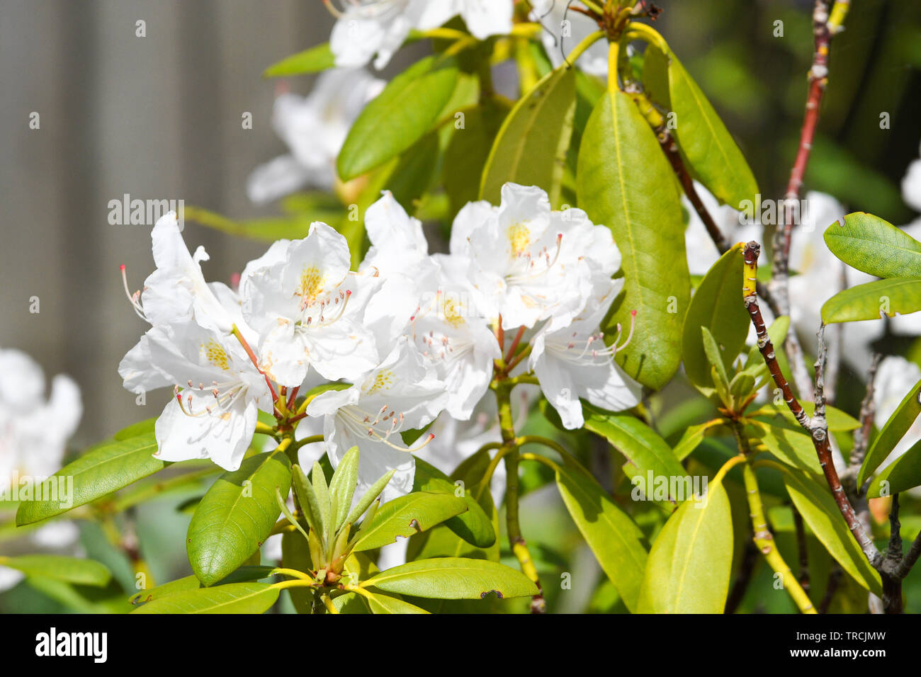 Fioritura di rododendro in estate Foto Stock