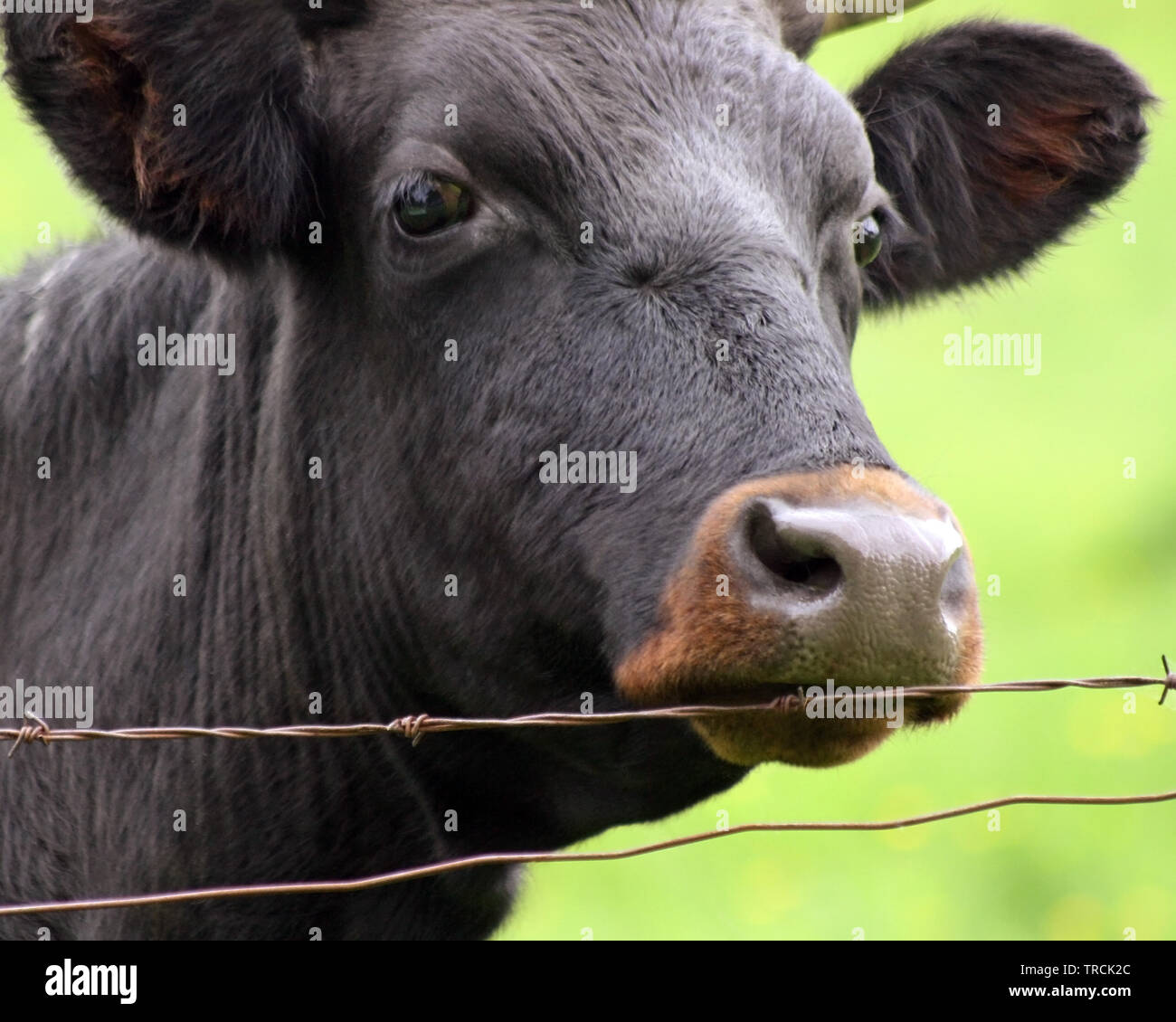 Close up ritratto di una mucca nera con naso marrone Foto Stock