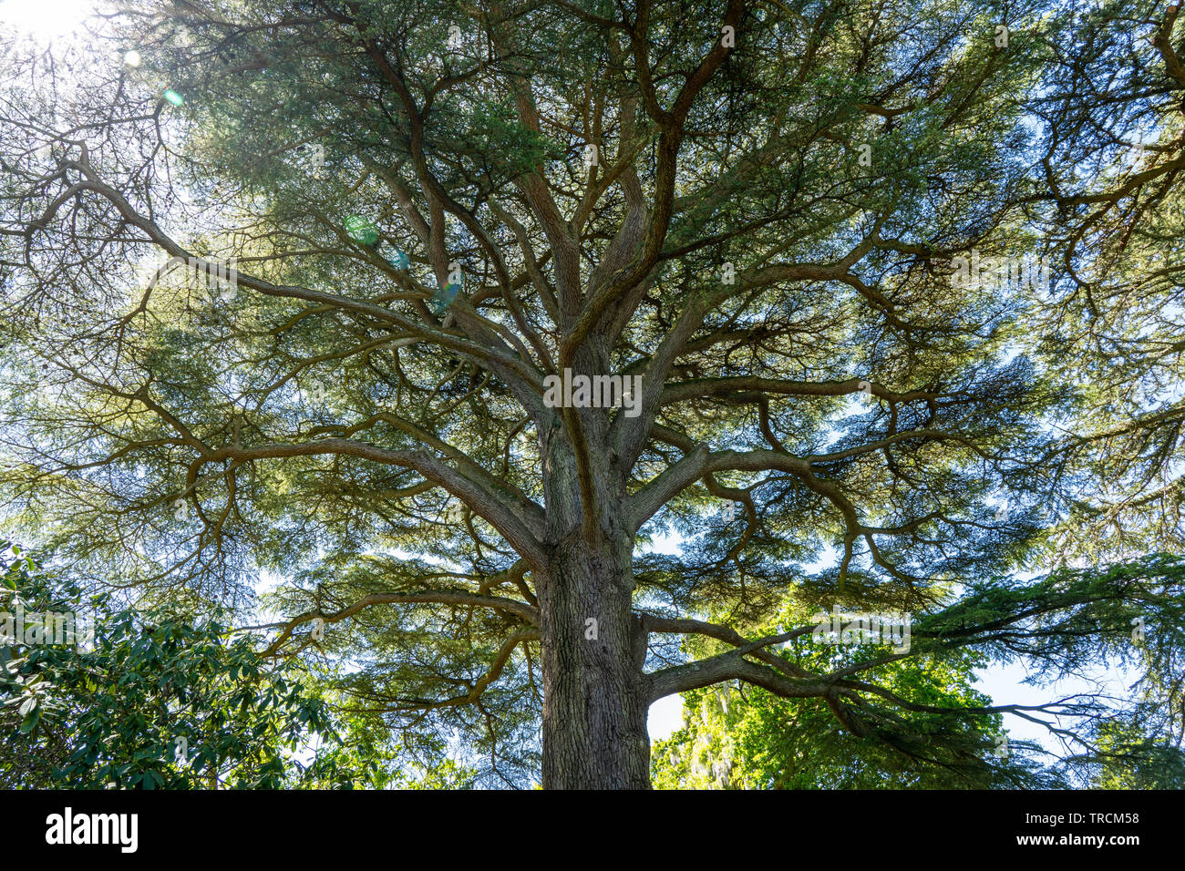 Guardando verso l'alto di un grande albero maestoso, probabilmente una quercia, fotografato in presenza di luce solare in Hampshire, Inghilterra Foto Stock