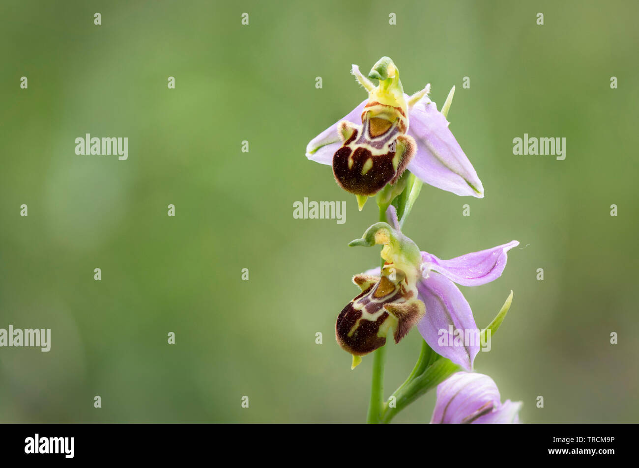Bee orchid, Ophrys apifera var. aurita, orchidea selvatica in Andalusia, Spagna. Foto Stock