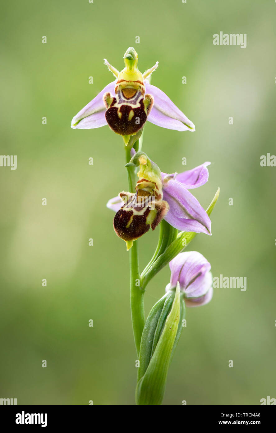 Bee orchid, Ophrys apifera var. aurita, orchidea selvatica in Andalusia, Spagna. Foto Stock