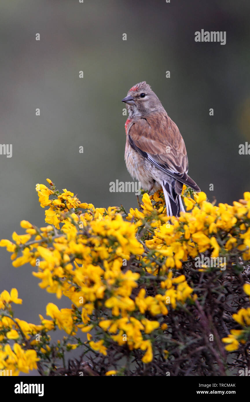 Carduelis cannabina Foto Stock