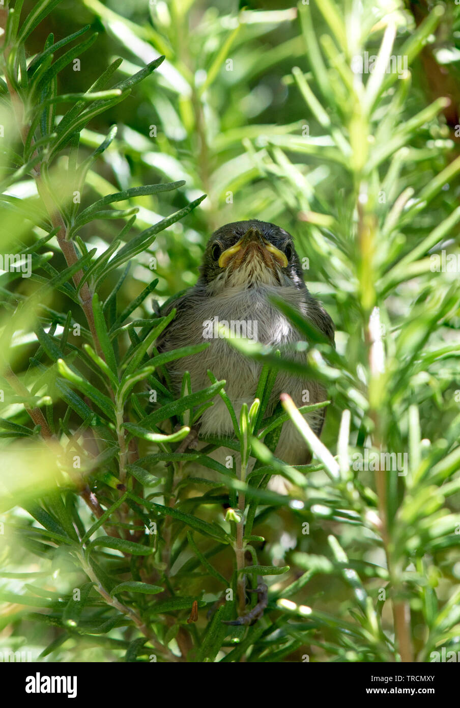 Un uccellino, sarde trillo, (Sylvia melanocephala) volò fuori del nido nasconde nella boccola di rosmarino. Foto Stock