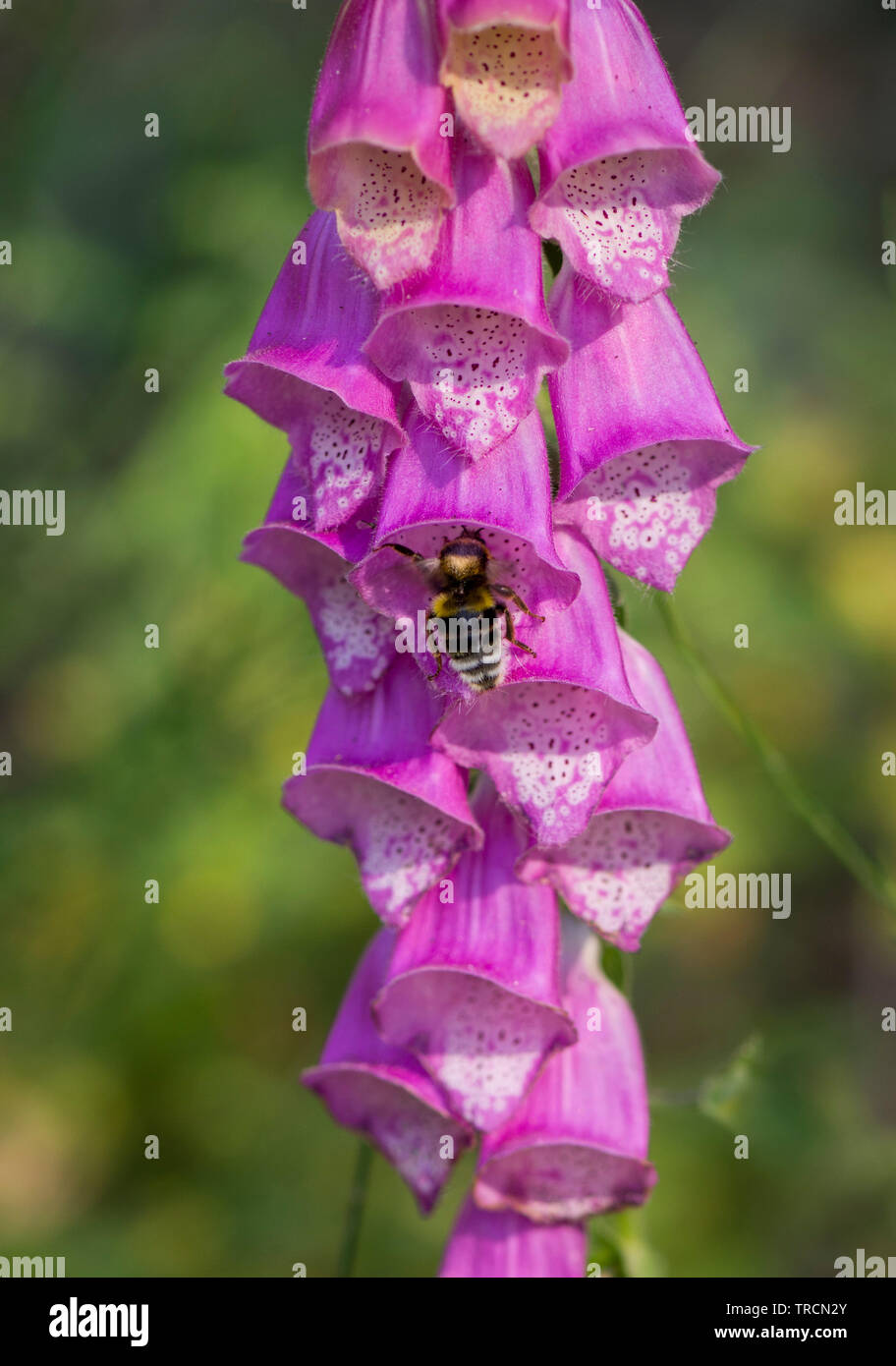 Foxglove comune, Digitalis purpurea, con bumblebee, Spagna. Foto Stock