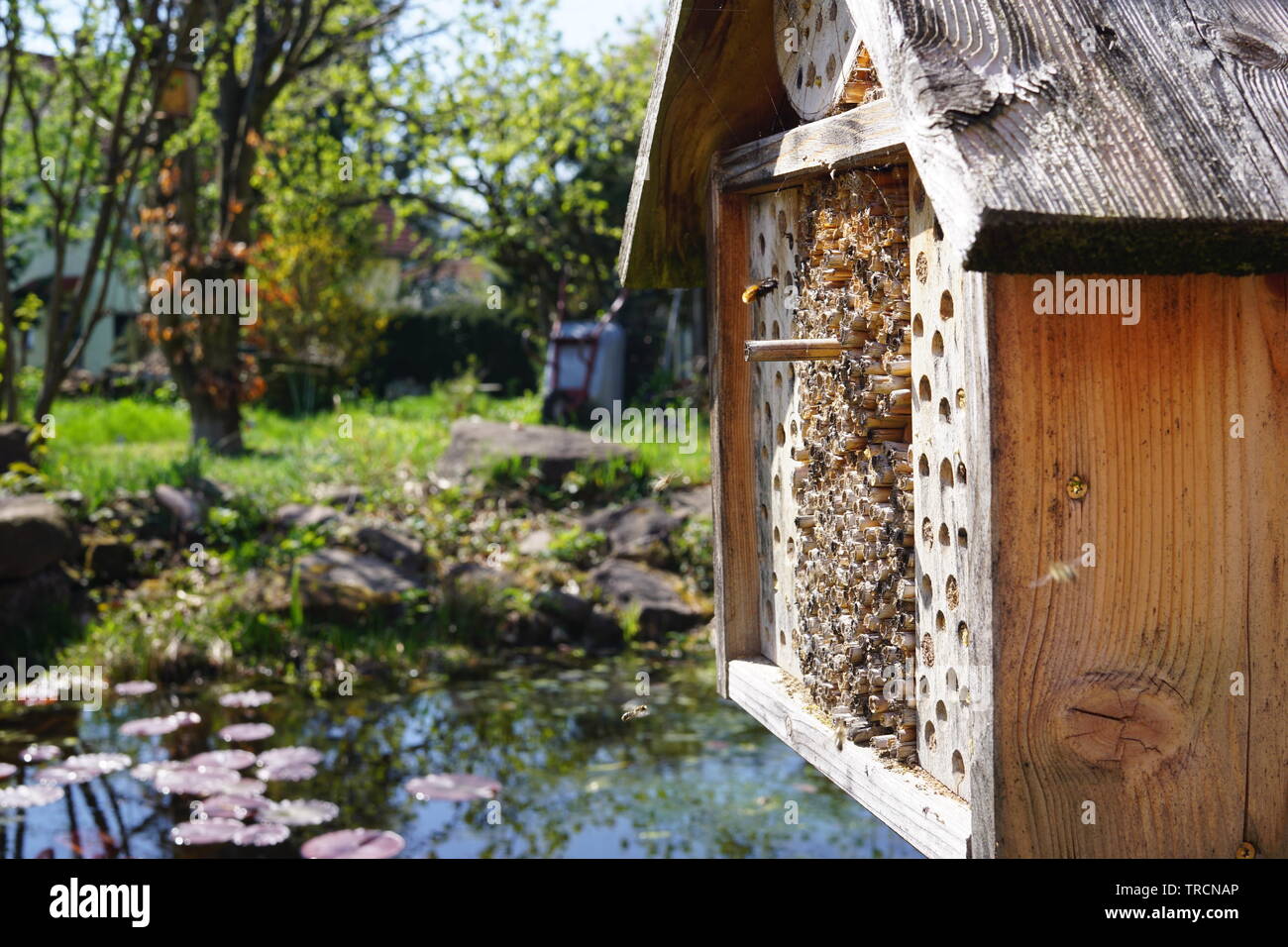 Bug di una casa con un Bumble Bee Foto Stock