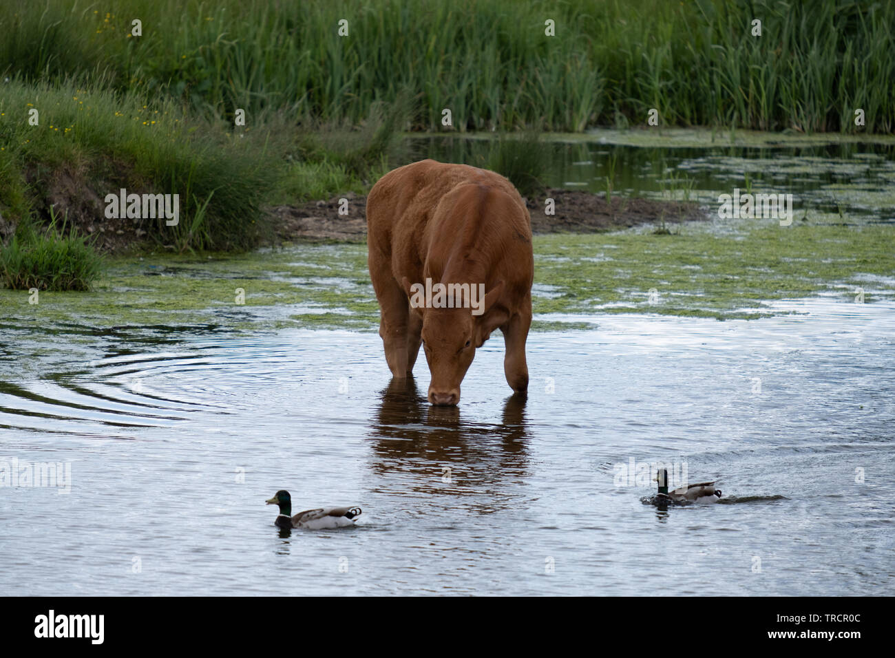Devon mucche bere dal fiume Foto Stock