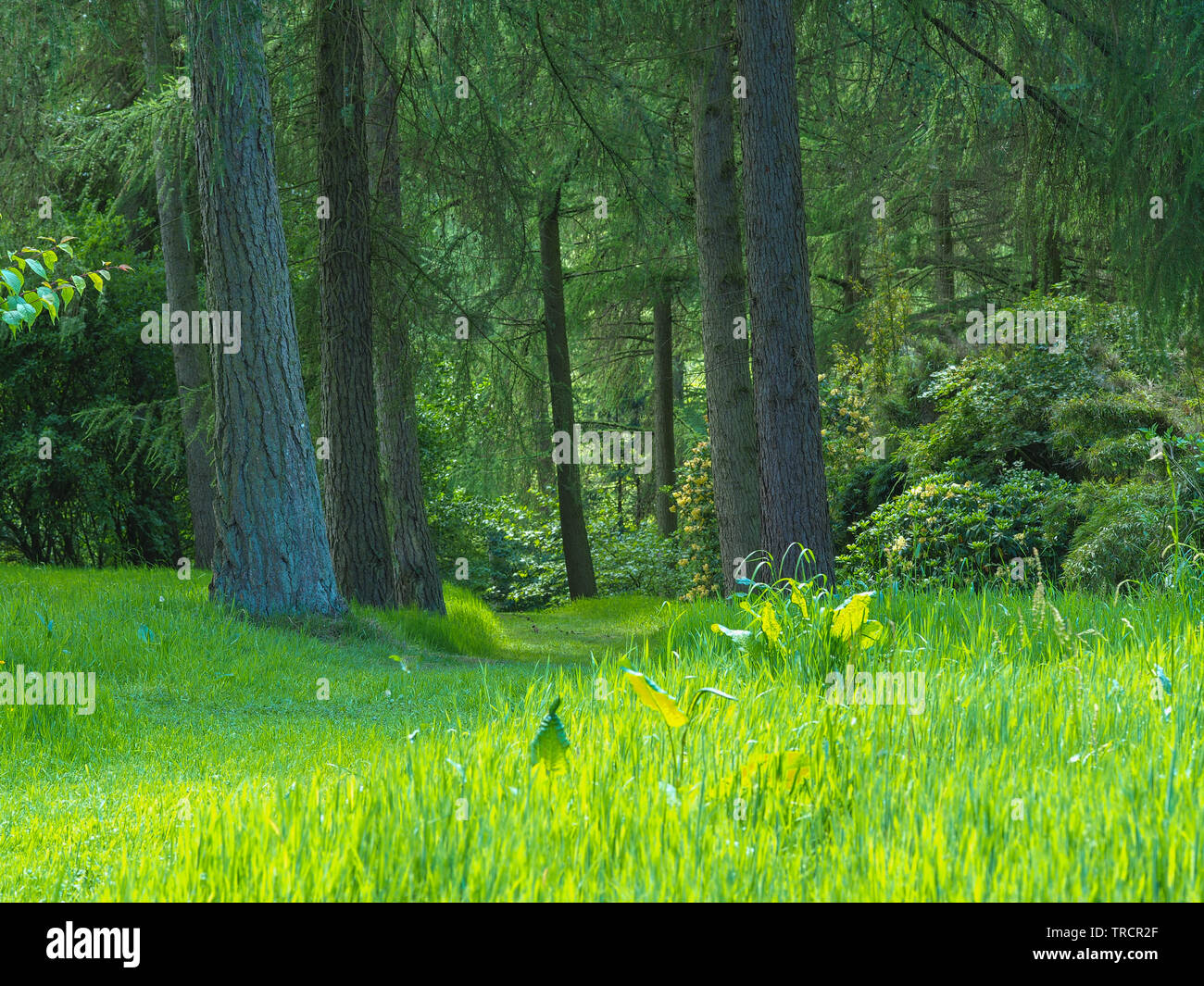 Tronchi di alberi ed erba nel bosco cattura la luce del sole di primavera nel Yorkshire Arboretum, North Yorkshire, Inghilterra Foto Stock