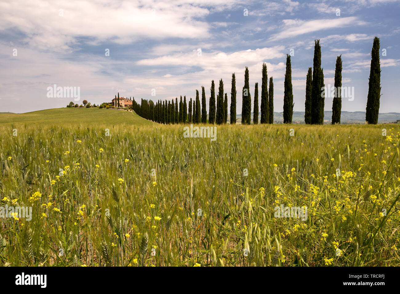 Lungo filare di cipressi che conduce a una villa Toscana nei pressi di San Quirico d'Orcia Foto Stock