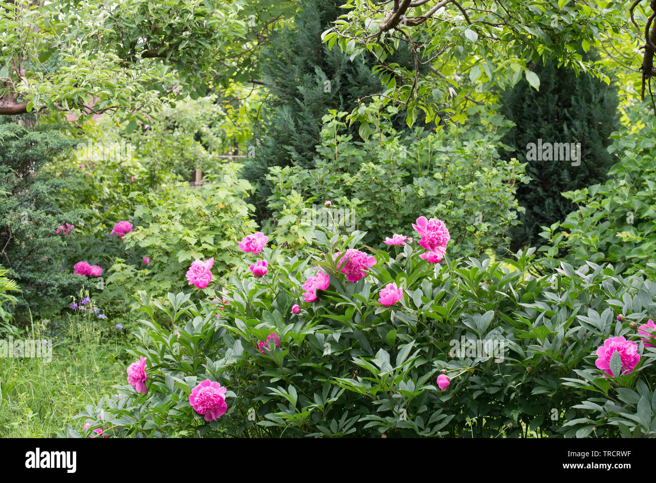 Peonie Rosa nel giardino cottage sulla giornata di sole Foto Stock