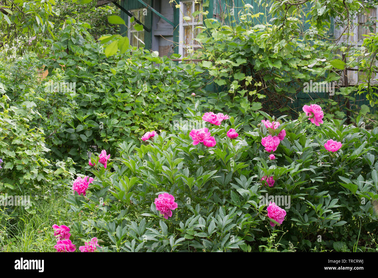 Peonie Rosa nel giardino cottage sulla giornata di sole Foto Stock