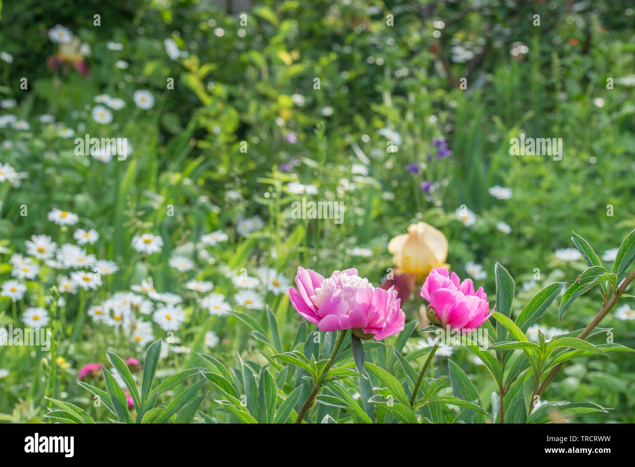 Peonie Rosa nel giardino cottage sulla giornata di sole Foto Stock