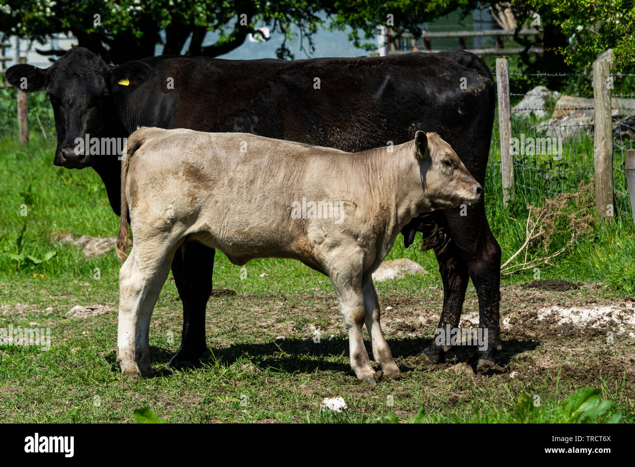 Un vitello stava accanto alla madre Foto Stock