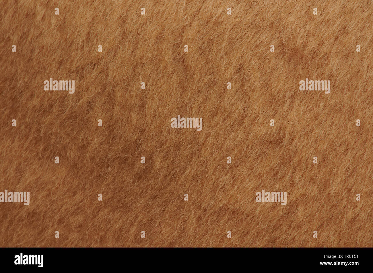 Breve marrone cub fur close up vista texture Foto Stock