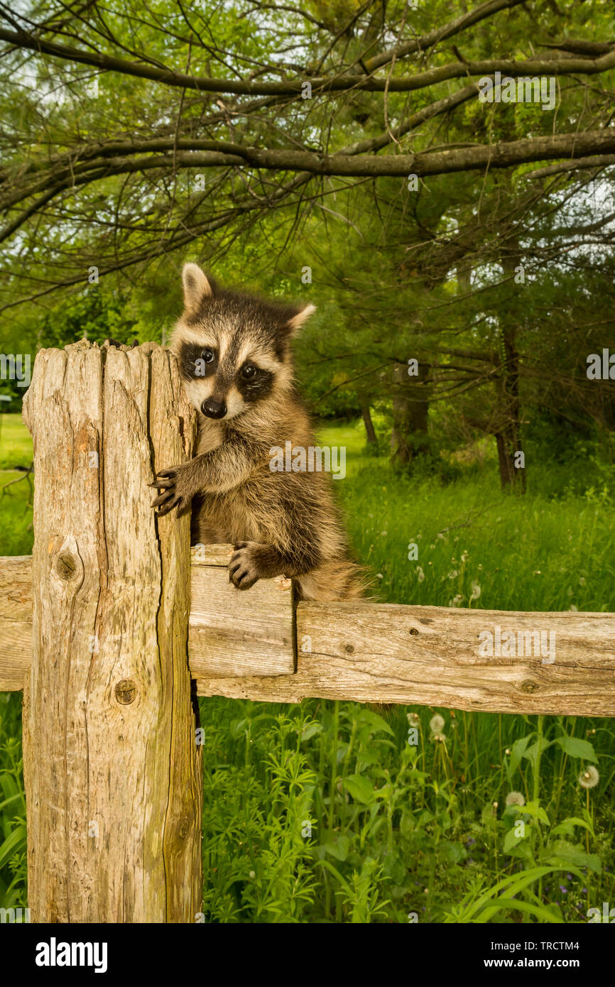 Baby Raccoon in un recinto Foto Stock