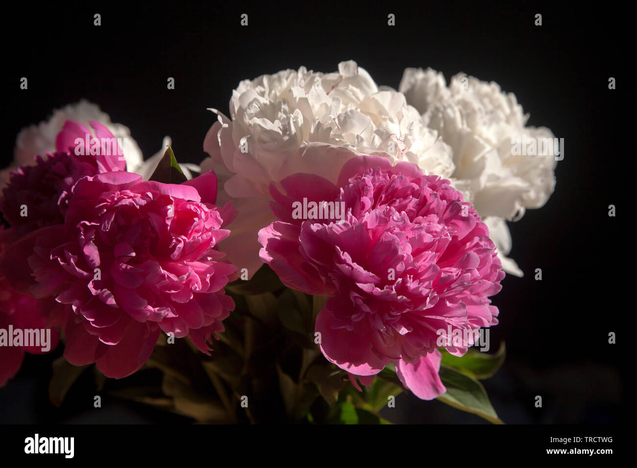Un bouquet di bianco e di rosso le peonie in un vaso trasparente su sfondo scuro Foto Stock