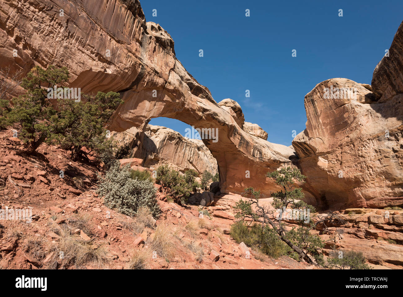 Hickman Bridge è un famoso punto di riferimento naturale situato all'interno di Capital Reef National Park nello Utah. Foto Stock