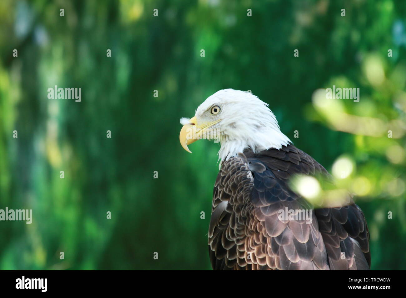Simbolo della libertà americana Foto Stock