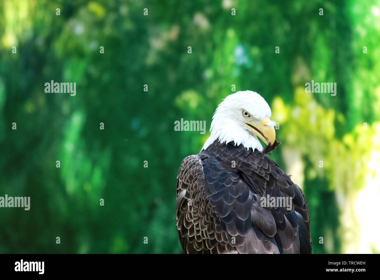 Simbolo della libertà americana Foto Stock