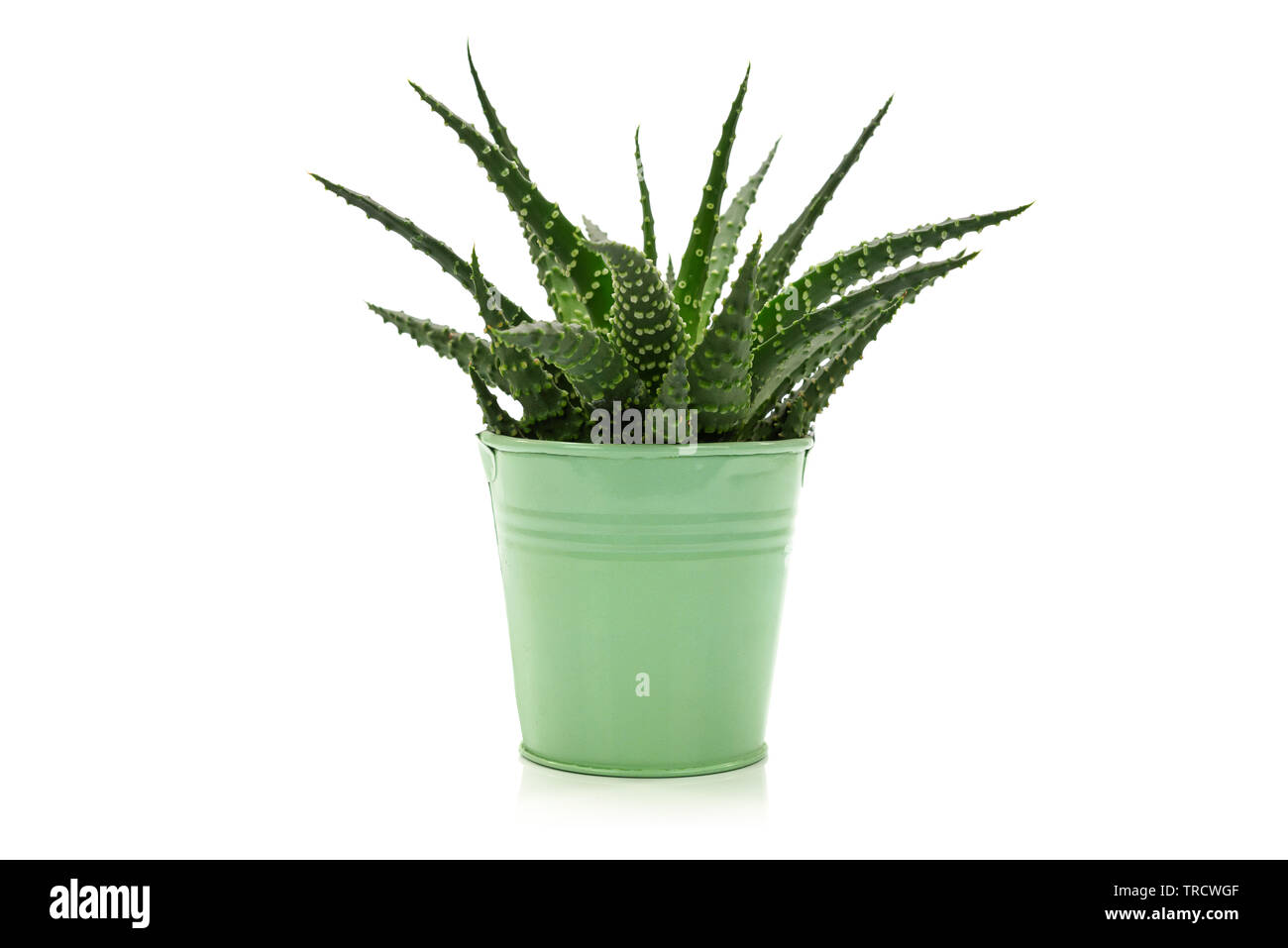 Poco succulente pianta di cactus nel verde di un recipiente in metallo isolato su sfondo bianco. Foto Stock