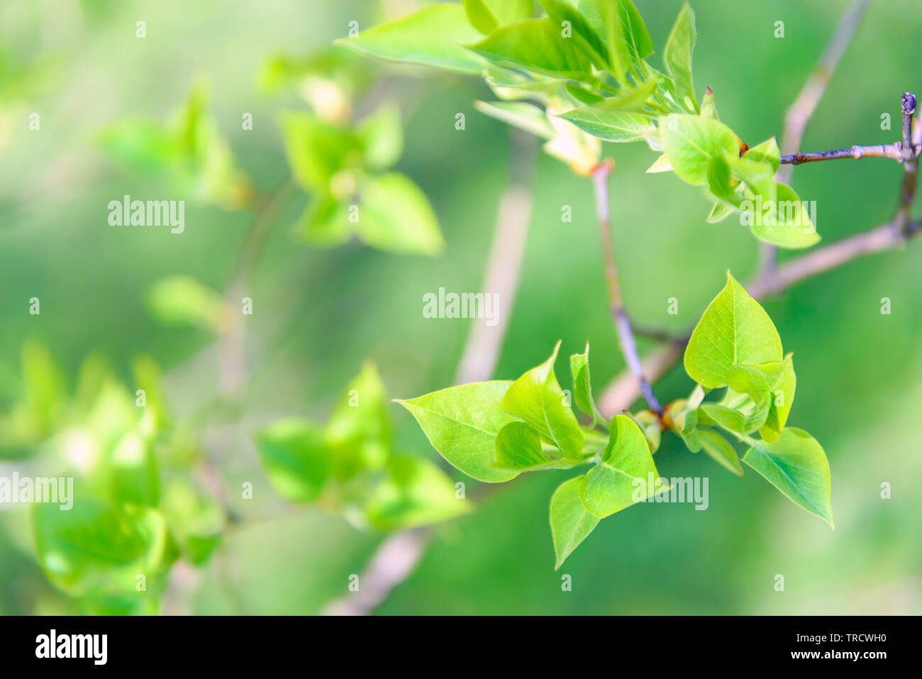 Ramoscello con giovani e molla verde foglie in close-up (molto bassa DOF) Foto Stock