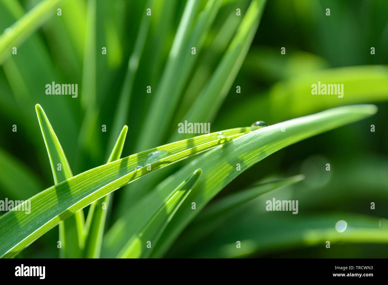 La conservazione dell ambiente nozione - gocce di rugiada su un prato verde in close-up. Foto Stock