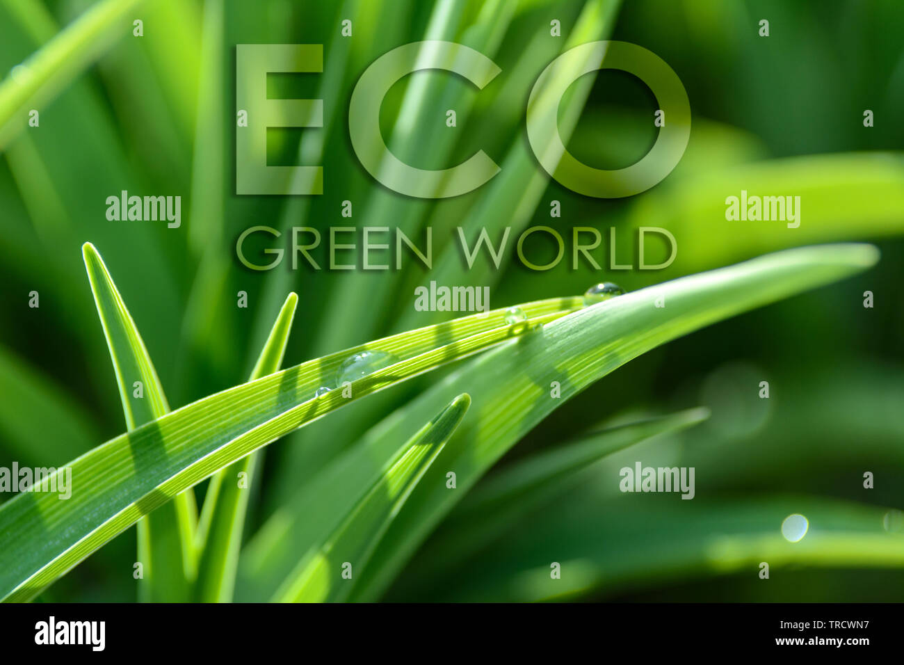 La conservazione dell ambiente nozione - gocce di rugiada su un prato verde in close-up. Foto Stock