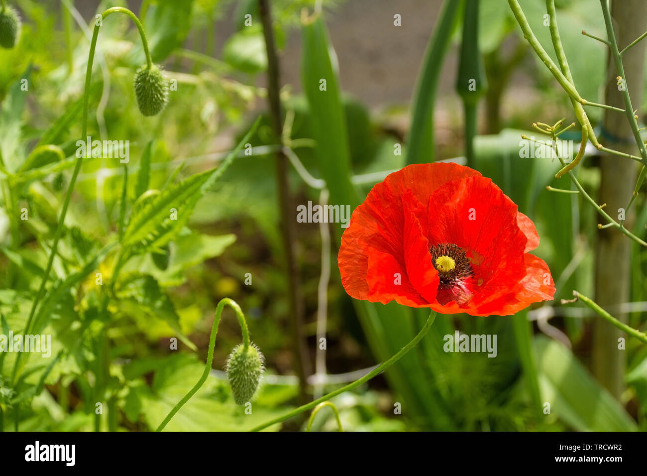 Un papavero rosso e diverse gemme in presenza di luce solare con varie erbe ed altre piante in background. Fotografato nel nord est Italia. Foto Stock