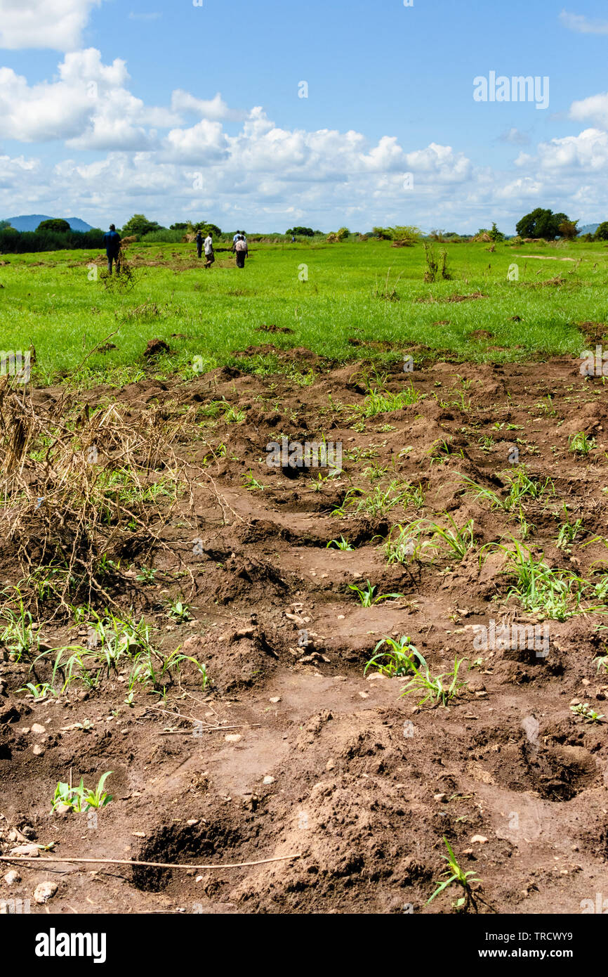 Piantine di mais di germinare in un piccolo numero di stazioni di piantagione nei pressi del fiume Shire in Malawi dopo l'agricoltore ha ripiantato seguenti ciclone Ida Foto Stock