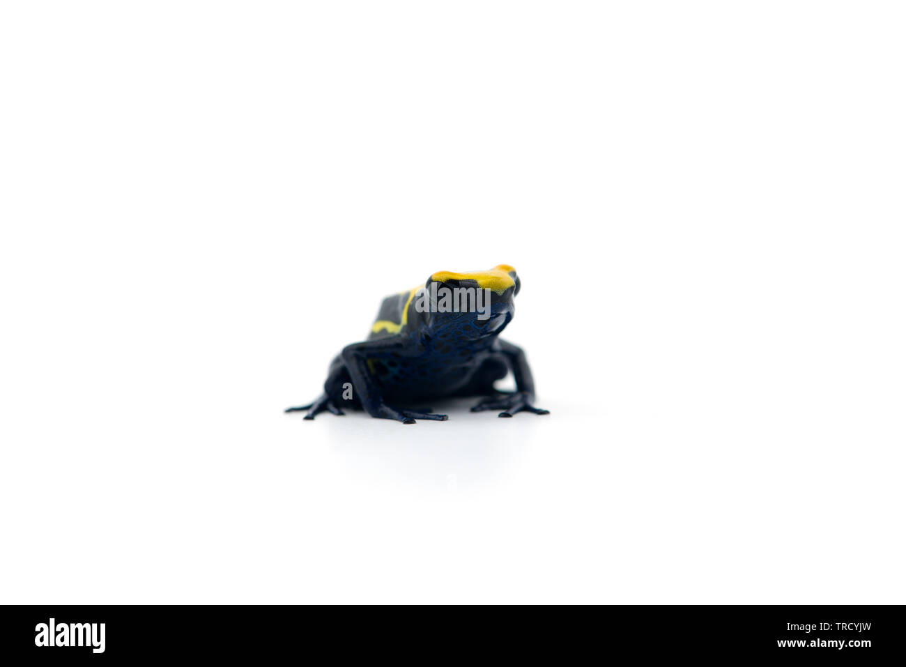 Blu-giallo poison dart frog isolati su sfondo bianco Foto Stock