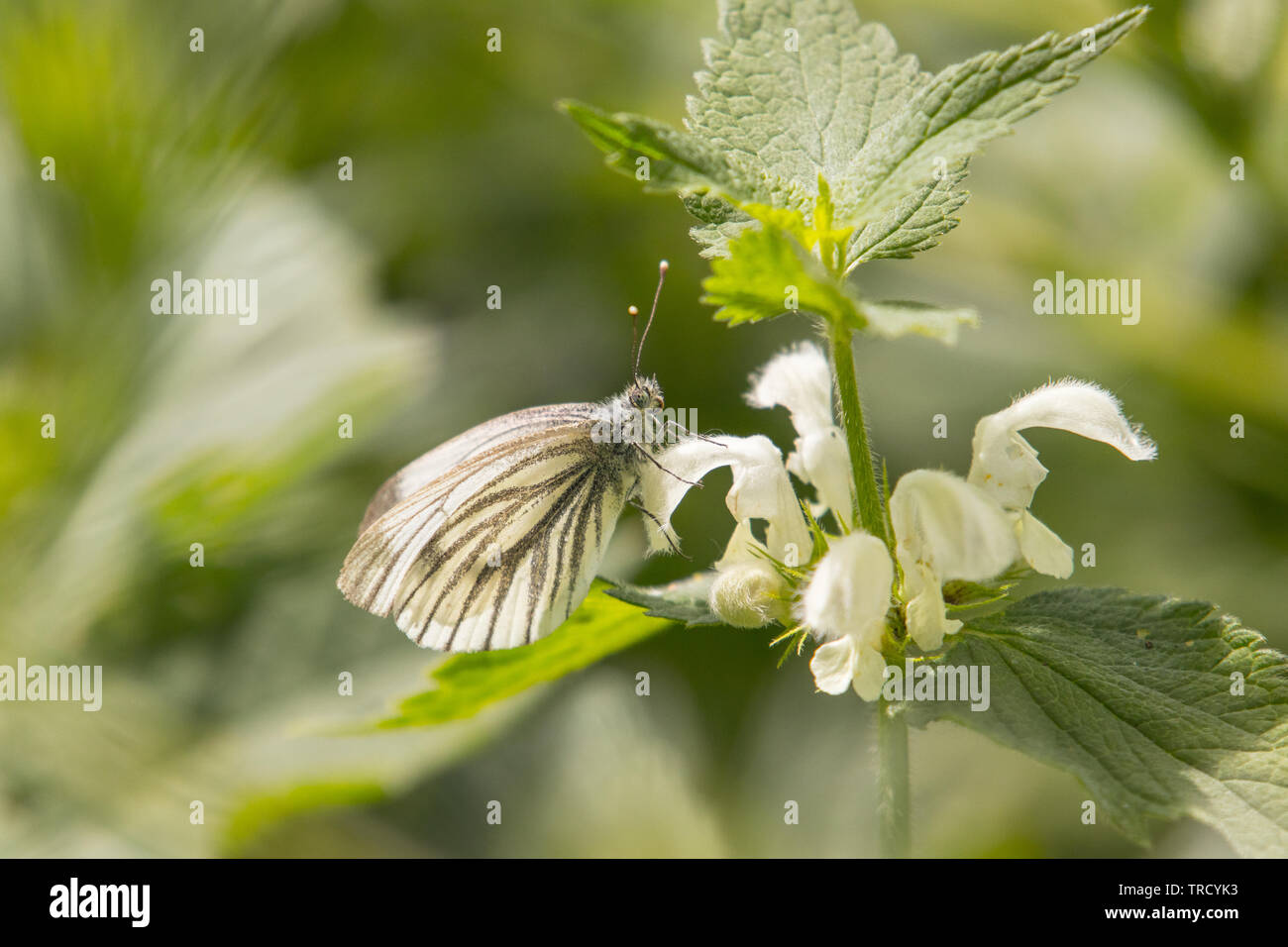Legno bianco, inglese Butterfly, la fauna selvatica, dal fiume su un fiore di ortica Foto Stock