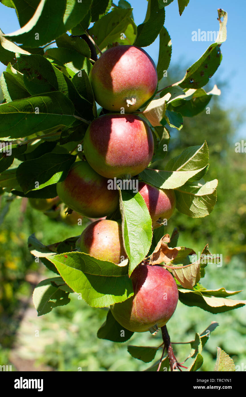 La maturazione lato rosso mele su un ramo Foto Stock
