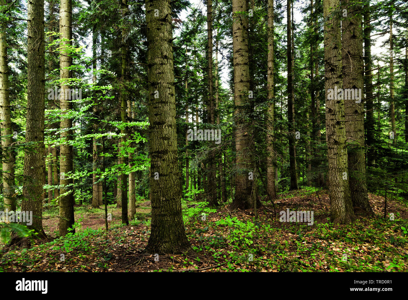 Sfondo scuro della primavera foresta mista di abete rosso, abeti e faggi. Foto Stock