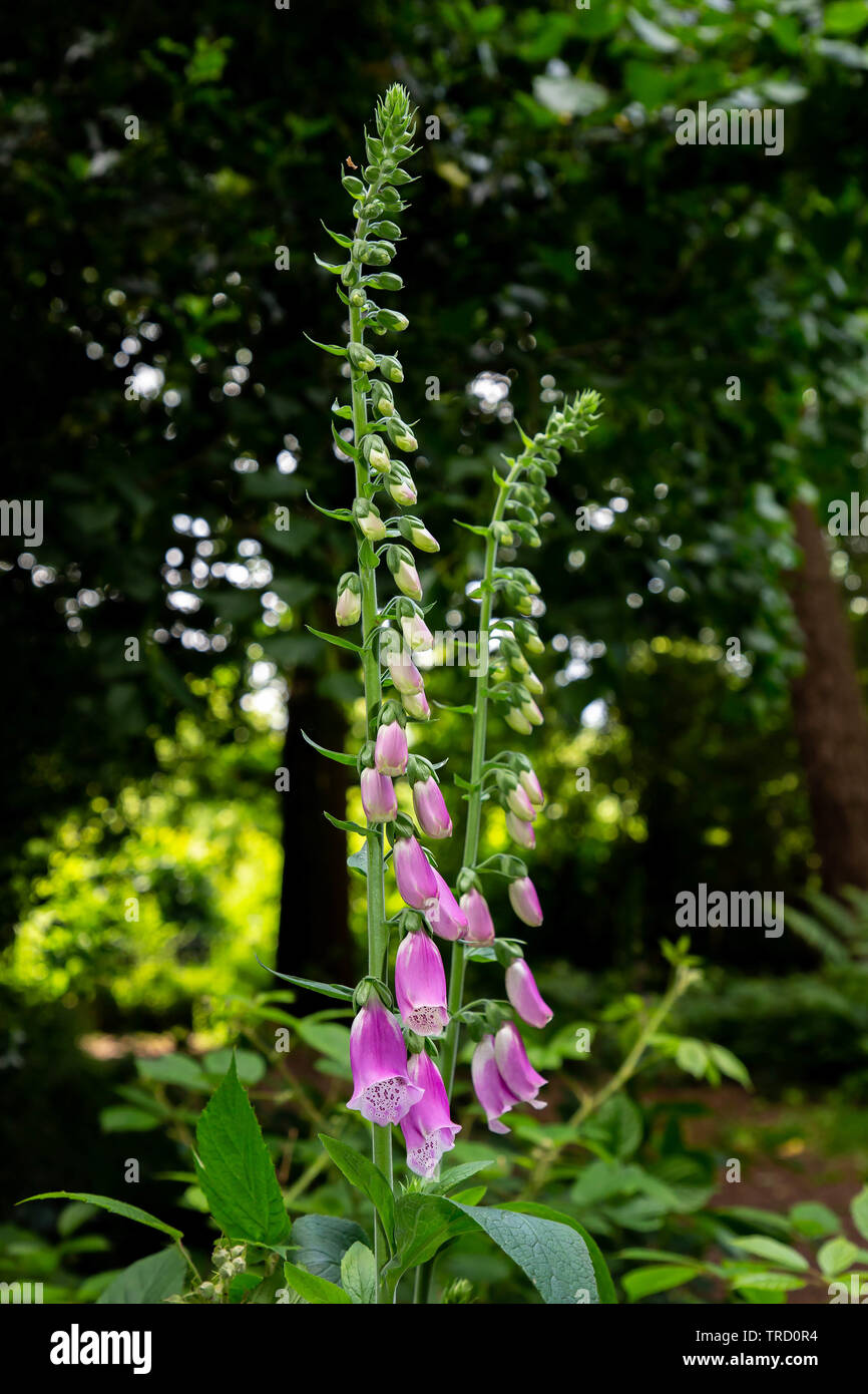 Foxgloves (Digitalis purpurea) crescente selvatici in campagna Foto Stock
