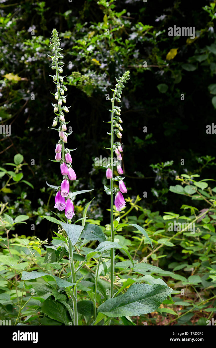Foxgloves (Digitalis purpurea) crescente selvatici in campagna Foto Stock